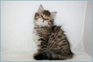 Female Siberian Kitten from Deedlebug Siberians